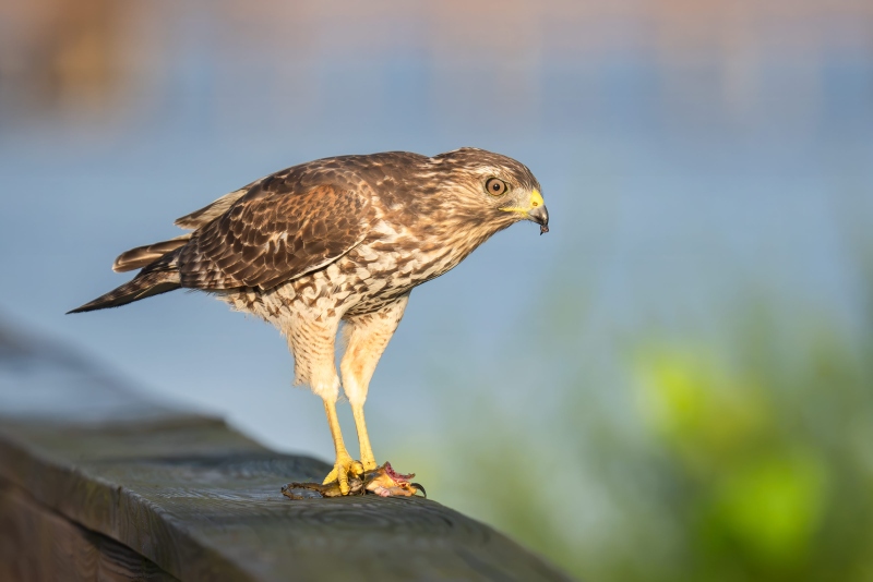 1_Red-shouldered-Hawk-3200-juvenile-with-amphibian-prey-item-_DSC1825-Indian-Lake-Estates-FL