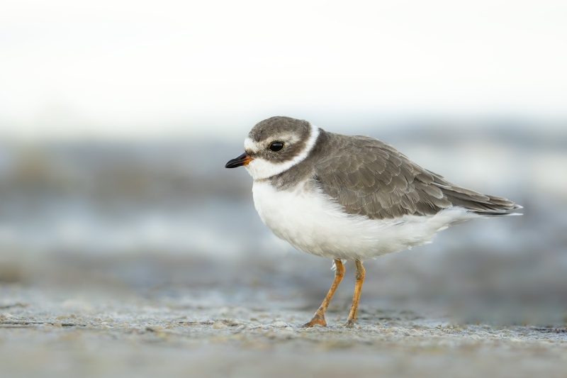1_Semiplamated-Plover-3200-basic-plumage-_DSC6232-Fort-DeSoto-Park-FL