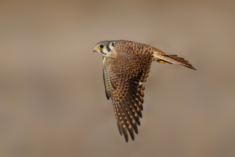 American-Kestrel-arash-_DSC9088-20261017-ILCE-1M2-840-mm-ISO-1600-copy