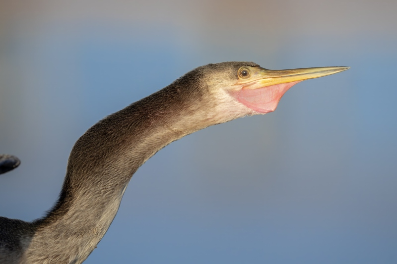 Anhinga-3200-CM-on-pier-railing-_DSC3583-Indian-Lake-Estates-FL
