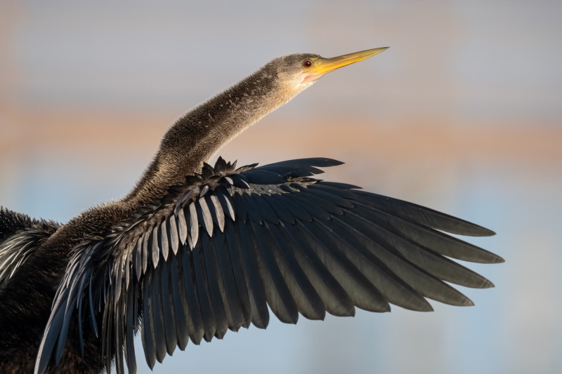 Anhinga-3200-TIGHT-with-view-of-near-wing-and-face-_DSC0378-Indian-Lake-Estates-FL