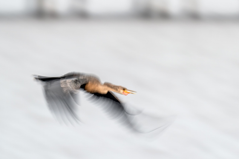 Anhinga-3200-flight-blur-_DSC2972-Indian-Lake-Estates-FL