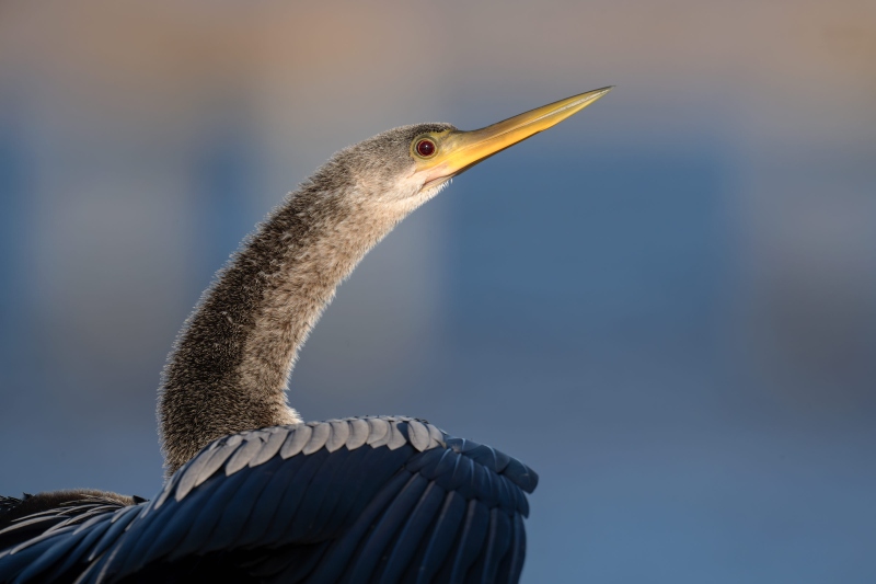 Anhinga-3200-head-and-neck-portrait-_DSC4489-Indian-Lake-Estates-FL