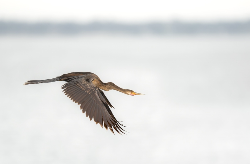 Anhinga-3200-in-flight-on-clody-day-_DSC1041-Indian-Lake-Estates-FL