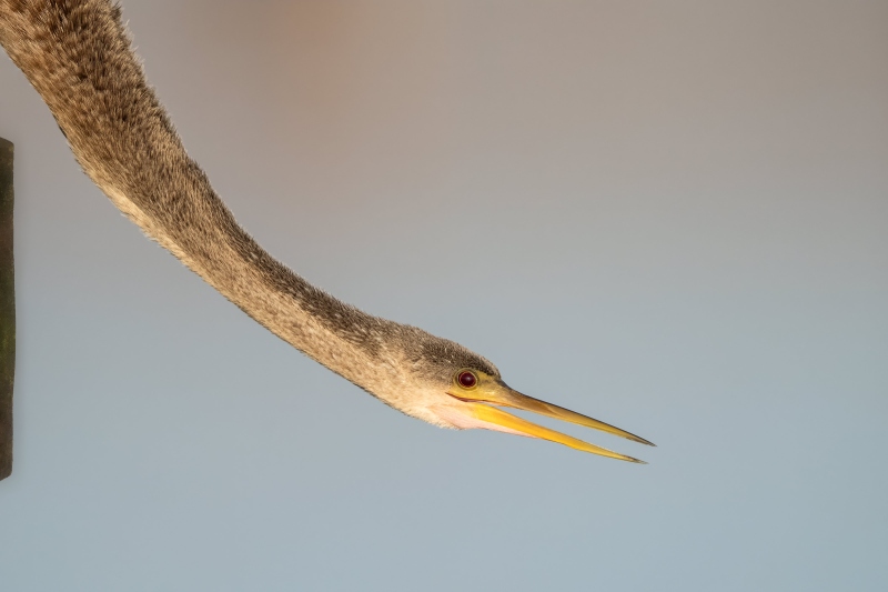 Anhinga-3200-stretching-neck-_DSC2496-Indian-Lake-Estates-FL
