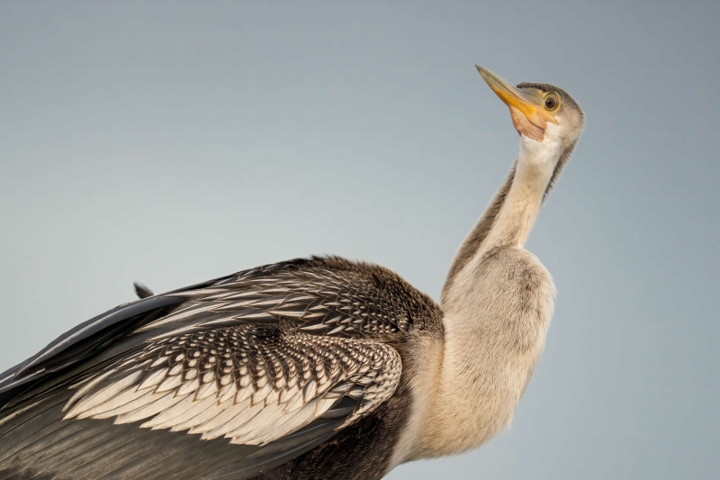Anhinga-3200-tight-portrait-_DSC0948-Indian-Lake-Estates-FL