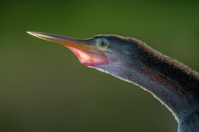 Anhinga-I-3200-juvenal-plumage-head-and-next-portrait-FF-_DSC8946-Indian-Lake-Estates-FL-2