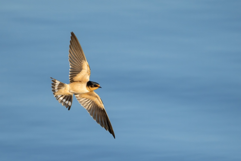 Barn-Swallow-3200-in-flight-_DSC2811-Indian-Lake-Estates-FL