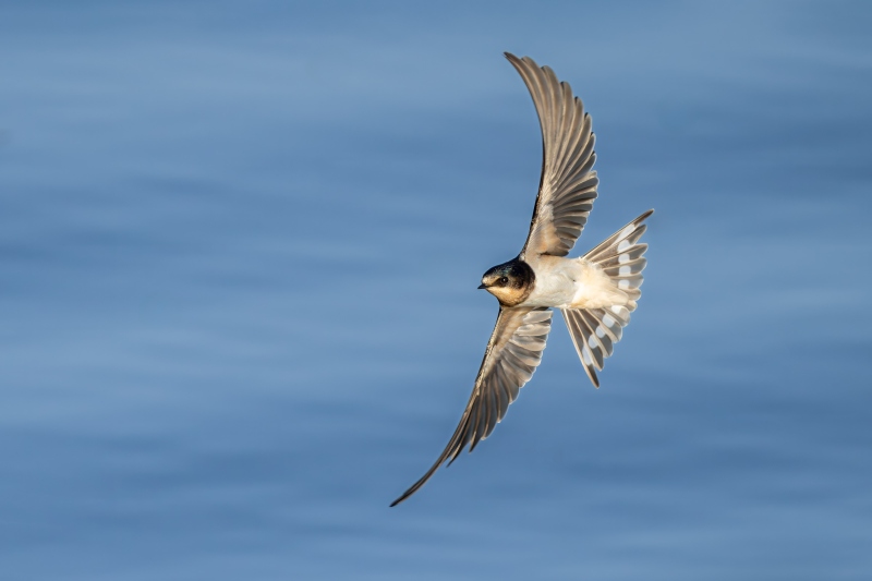 Barn-Swallow-3200-in-flight-_DSC3229-Indian-Lake-Estates-FL