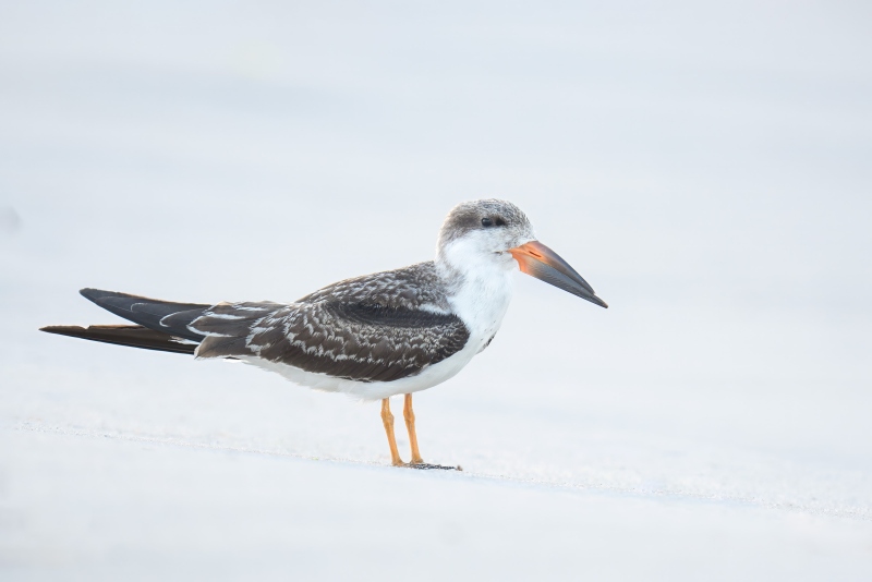 Black-Skimmer-3200-juvenile-on-beach-in-soft-light-_DSC2967-Nickerson-Beach-Park-Lideo-Beach-LI-NY