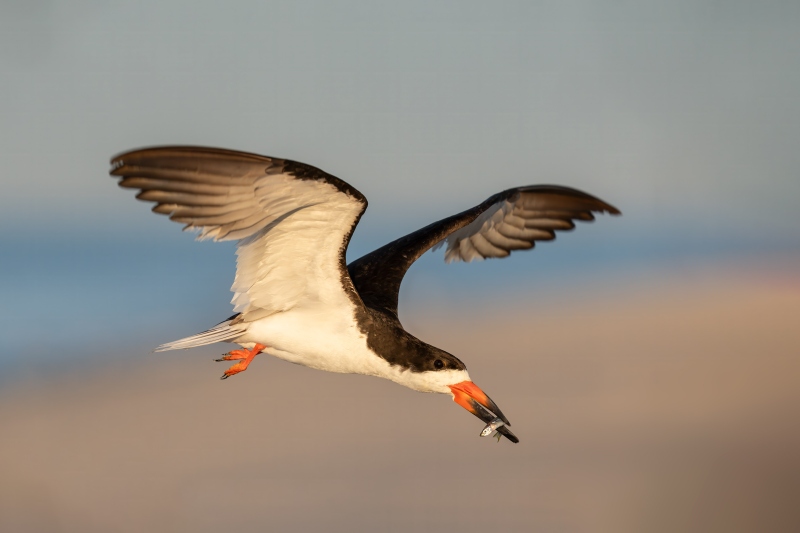 Black-Skimmer-3200-with-spearing-_DSC2027-Nickerson-Beach-Park-Lido-Beach-NY