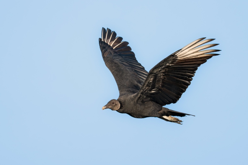 Black-Vulture-3200-in-flight-upstroke-_DSC3793-Indian-Lake-Estates-FL