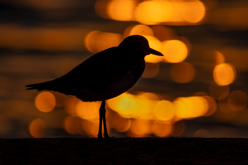 Black-bellied-Plover-3200-sunset-silhouette-_DSC4571-Fort-DeSoto-Park-FL