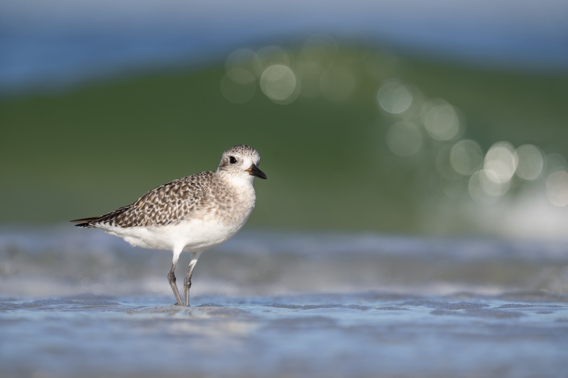 Black-bellied-Plover-3200-winter-plumage-_DSC4920-Fort-DeSoto-Park-FL