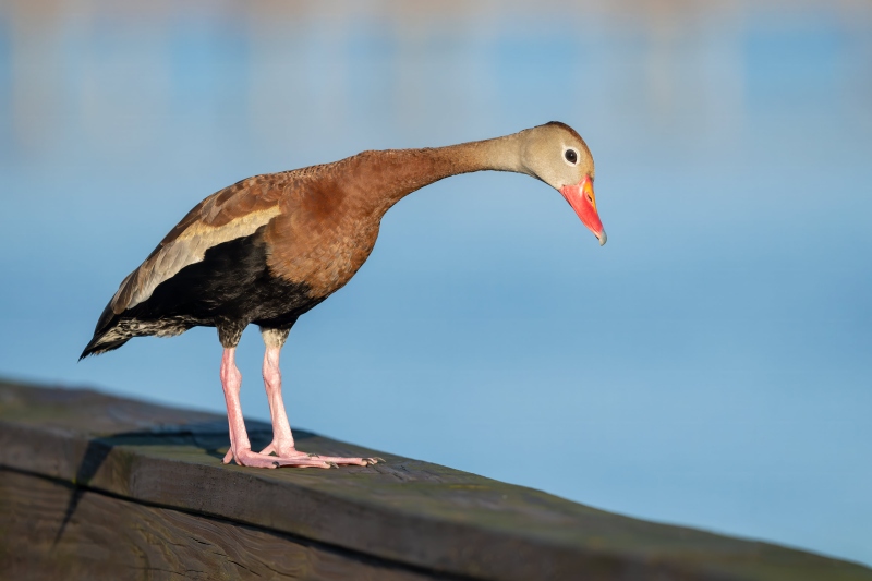 Black-bellied-Whislting-Duck-3200-checking-out-the-lake-_DSC9272-Indian-Lake-Estates-FL