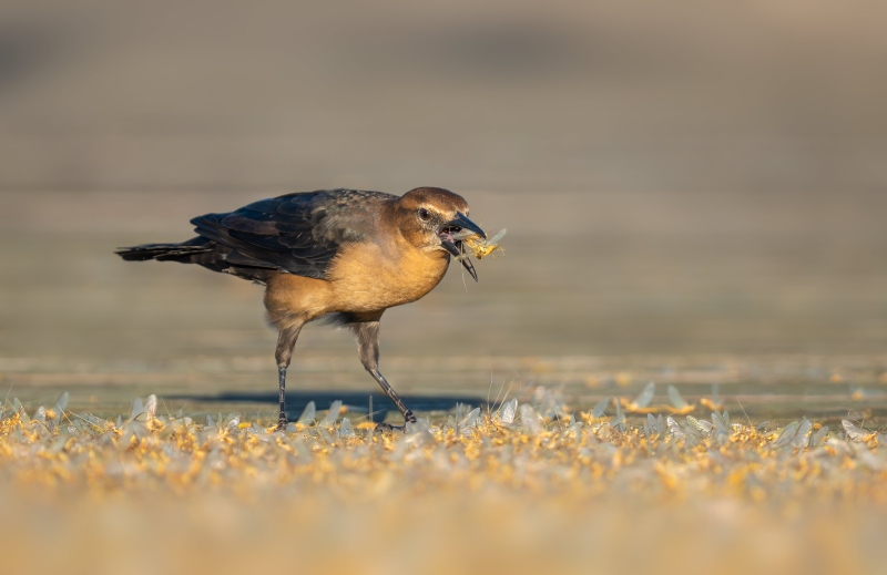 Boat-tailed-Grackle-3200-female-chowing-down-on-mayfly-hatch-_DSC4059-Indian-Lake-Estates-FL