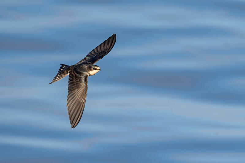 Bran-Swallow-3200-juvenile-in-flight-_DSC1073-Indian-Lake-Estates-FL