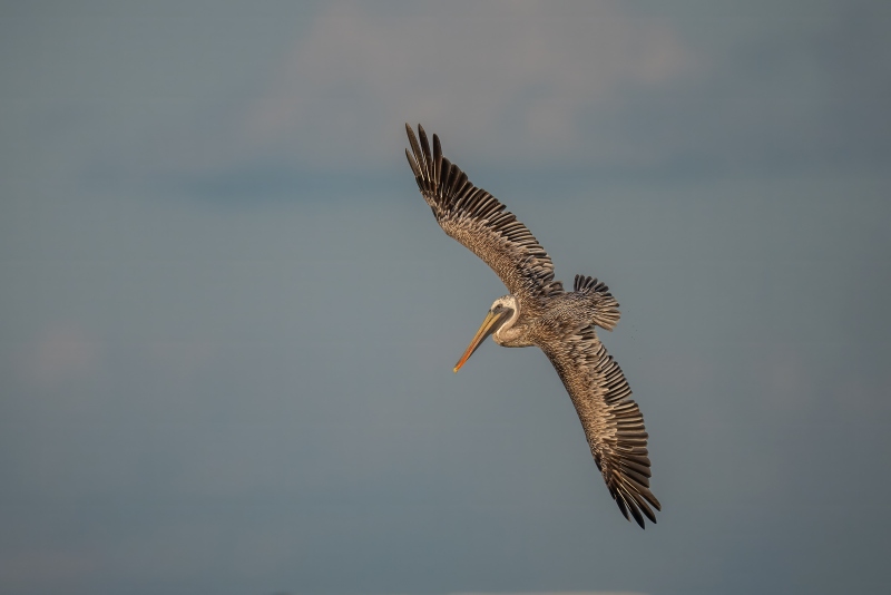 Brown-Pelican-3200-basic-plumage-banking-to-dive-_DSC6041-Fort-DeSoto-Park-FL