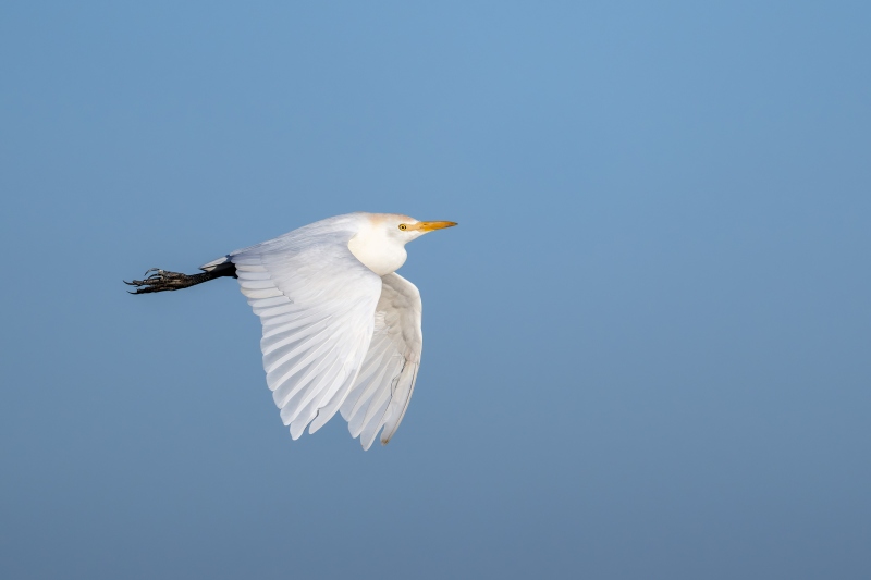 Cattle-Egret-3200-in-flight-full-downstroke-_DSC2975-Indian-Lake-Estates-FL