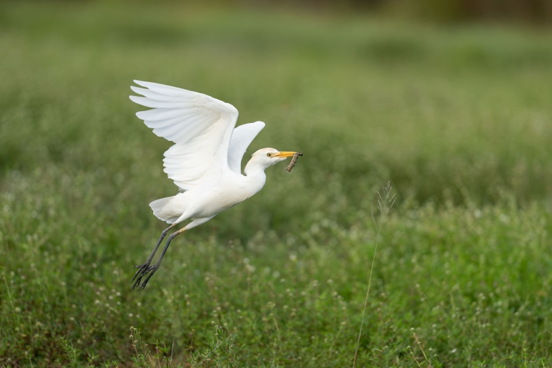 Cattle-Egret-3200-taking-flight-with-hornworm-_DSC8129-Indian-Lake-Estates-FL