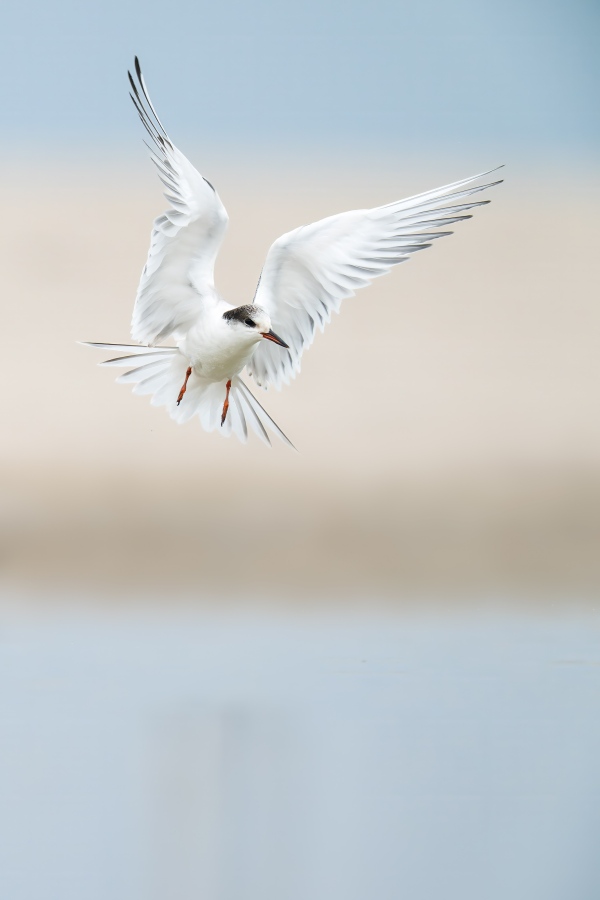 Common-Tern-3200-taking-flight-_DSC3325-Nickerson-Beach-Park-Lideo-Beach-LI-NY