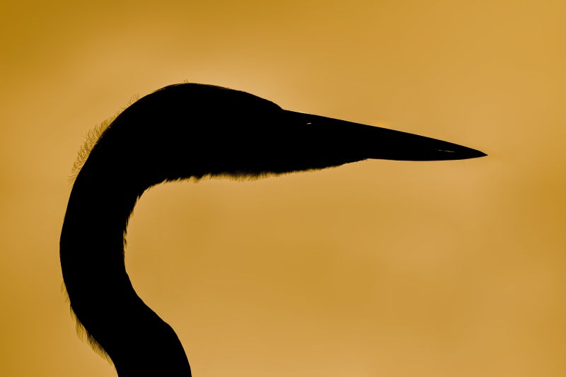 Great-Blue-Heron-3200-silhouette-head-portrait-_DSC1261-Indian-Lake-Estates-FL