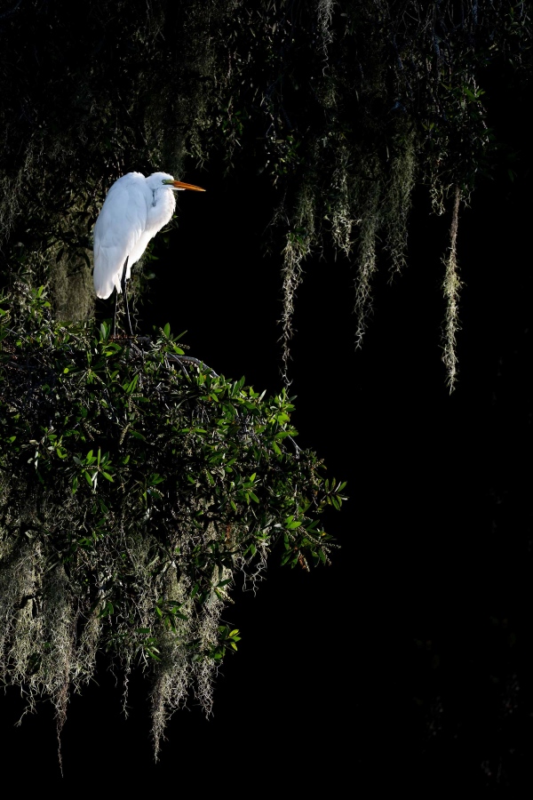 Great-Egret-3200-backlit-in-oak-tree-draped-with-Spanish-Moss-_DSC1866-Indian-Lake-Estates-FL