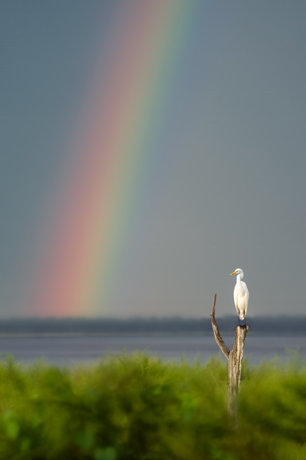 Great-Egret-3200-on-Bobs-v-perch-with-rainblow-_DSC0243-Indian-Lake-Estates-FL