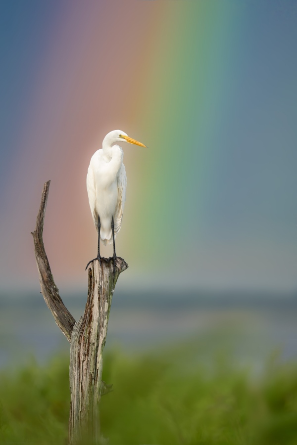 Great-Egret-3200-on-Bobs-v-perch-with-rainbow-_DSC9778-Indian-Lake-Estates-FL