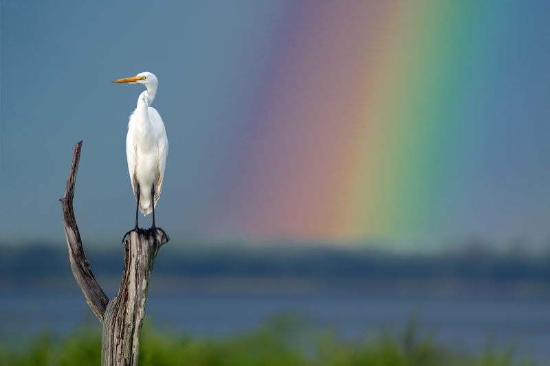 Great-Egret-3200-on-v-perch-with-rainbow-_DSC0335-Indian-Lake-Estates-FL
