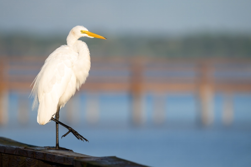Great-Egret-3200-uvenile-on-pier-railing-_DSC1612-Indian-Lake-Estates-FL