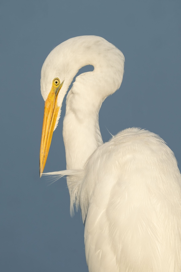 Great-Egret-j3200-juvenile-preening-_DSC4708-Indian-Lake-Estates-FL