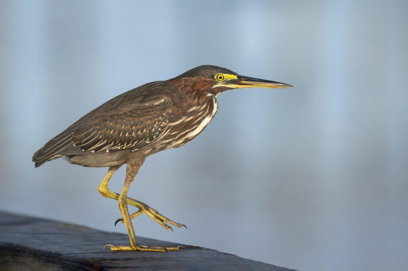 Greeen-Heron-3200-juvenile-on-pier-railing-_DSC0843-Indian-Lake-Estates-FL