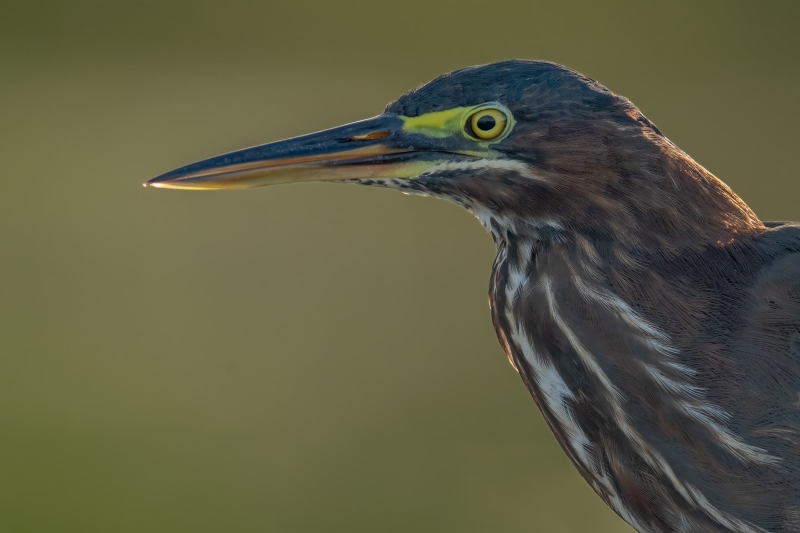 Green-Heron3200-CM-juvenile-backlit-front-end-portrait-_DSC8705-Indian-Lake-Estates-FL