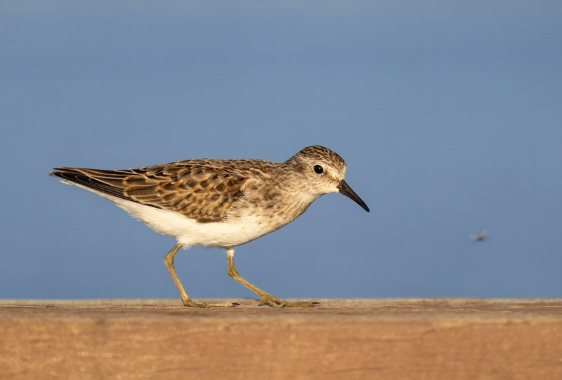 Least-Sandpiper-3200-juvenile-plumage-eyeing-fly-_DSC6501-Indian-Lake-Estates-FL