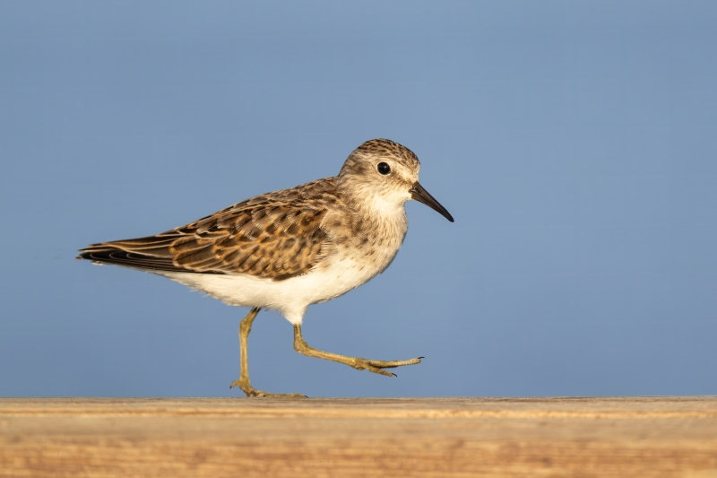 Least-Sandpiper-3200-worn-mmotling-juvenile-on-pier-railing-_DSC6349-Indian-Lake-Estates-FL