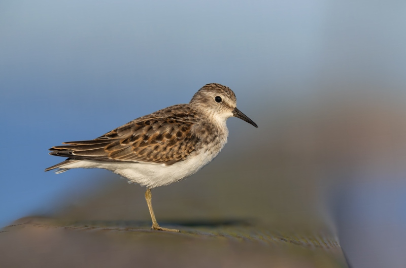 Least-Sandpiper-j-3200-uvenile-beginning-molt-to-first-winter-plumage-_DSC6627-Indian-Lake-Estates-FL
