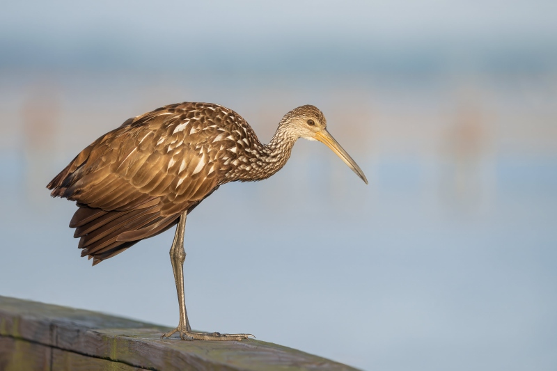 Limpkin-3200-on-pier-railing-_DSC0084-Indian-Lake-Estates-FL
