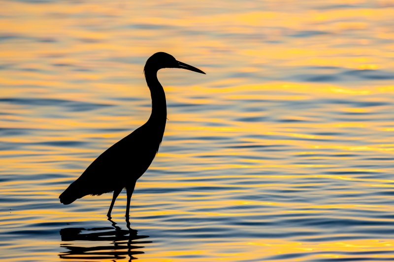 Littlle-Blue-Heron-3200-adult-at-sunset-_DSC6391-Fort-DeSoto-Park-FL