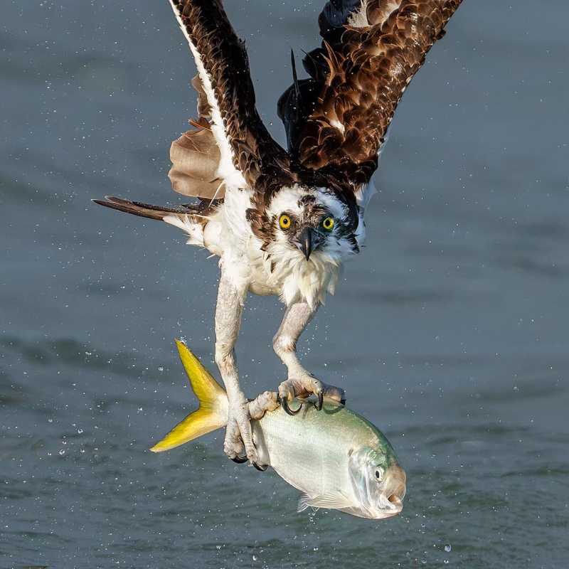 Osprey-1600-with-Yellowfin-Menhaden-Brevoortia-smithi-_A1G1650-Sebastian-Inlet-FL-Enhanced-NR