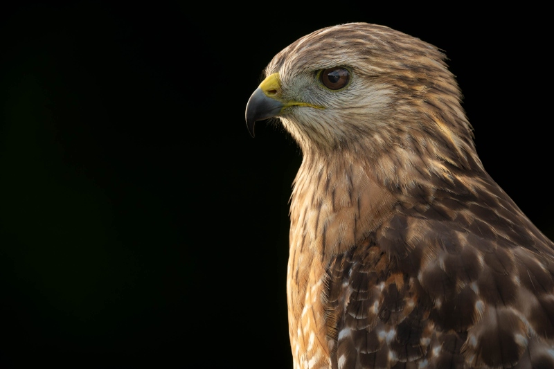 Red-shouldered-Hawk-3200-adult-backlit-head-portrait-_DSC1532-Indian-Lake-Estates-FL