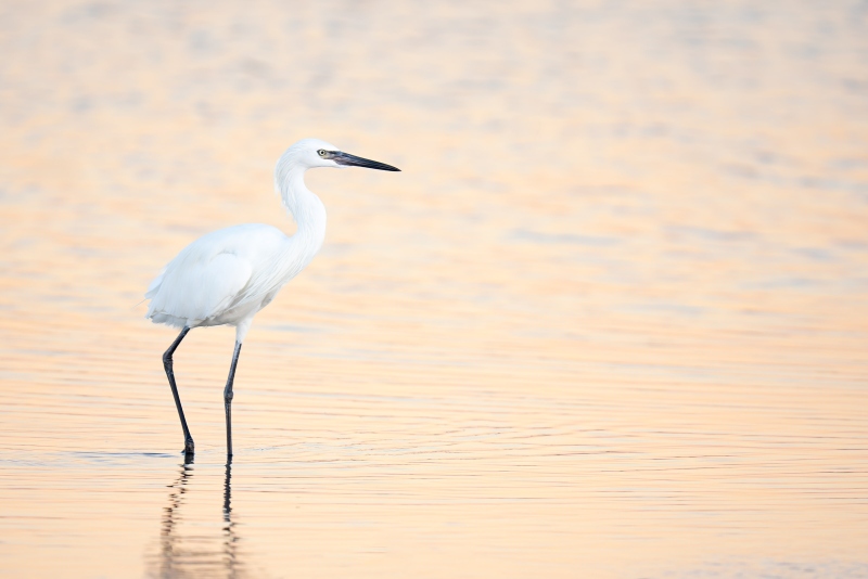 Reddish-Egret-3200-white-morph-in-pre-dawn-light-_DSC3709-Fort-DeSoto-Park-FL