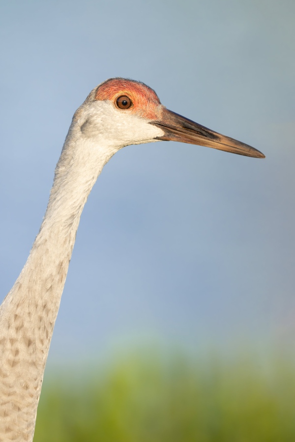 Sandhill-Crane-3200-7-month-old-colt-head-and-neck-portrait-_DSC1602-Indian-Lake-Estates-FL
