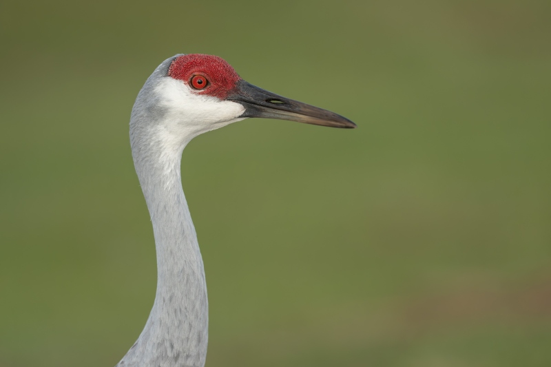 Sandhill-Crane-3200-adult-head-and-neck-HORZ-portrait-_DSC7859-Indian-Lake-Estates-FL