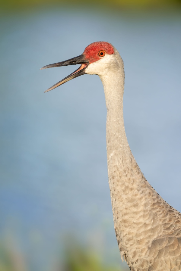 Sandhill-Crane-3200-adult-head-and-shoulders-with-bill-open-_DSC1227-Indian-Lake-Estates-FL