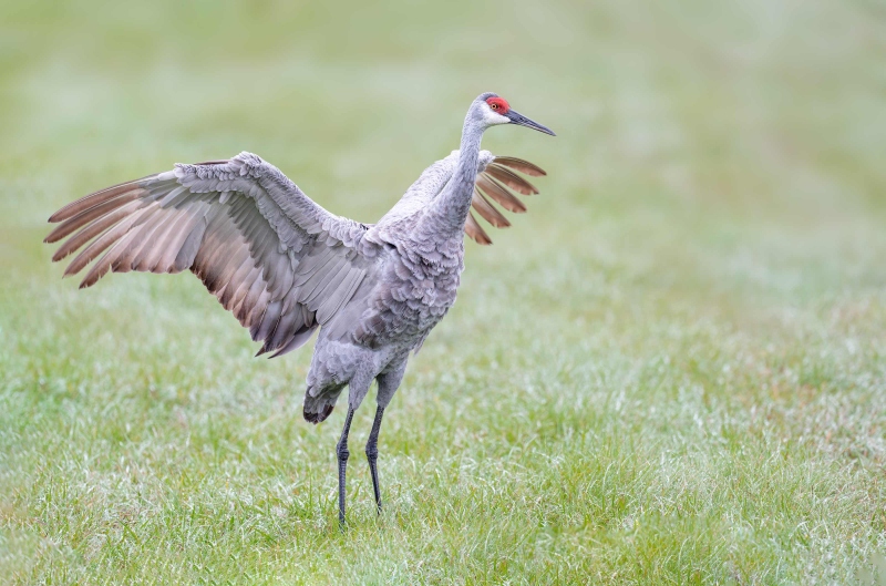 Sandhill-Crane-3200-adult-with-wings-raised-on-dark-morning-_DSC2559-Indian-Lake-Estates-FL