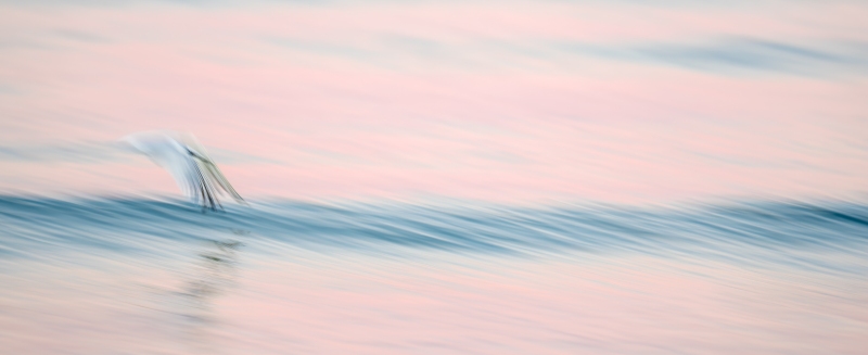 Sandwich-Tern-3200-early-morning-flight-blur-_DSC3670-Fort-DeSoto-Park-FL