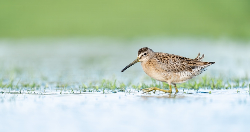 Short-billed-Dowitcher-3200-juvenile-in-rain-pool-_DSC1677-Nickerson-Beach-Park-Lideo-Beach-LI-NY