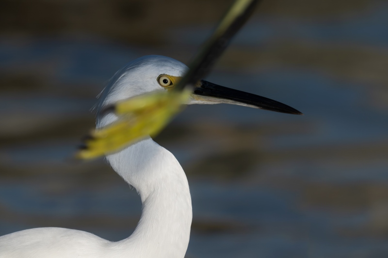 Snowy-Egret-3200-and-fly-by-foot-_DSC4692-Fort-DeSoto-Park-FL