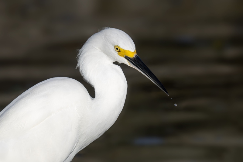 Snowy-Egret-3200-with-drop-of-water-falling-off-bill-tip-_DSC4554-Fort-DeSoto-Park-FL